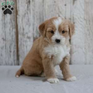 Faline, Mini Bernedoodle Puppy